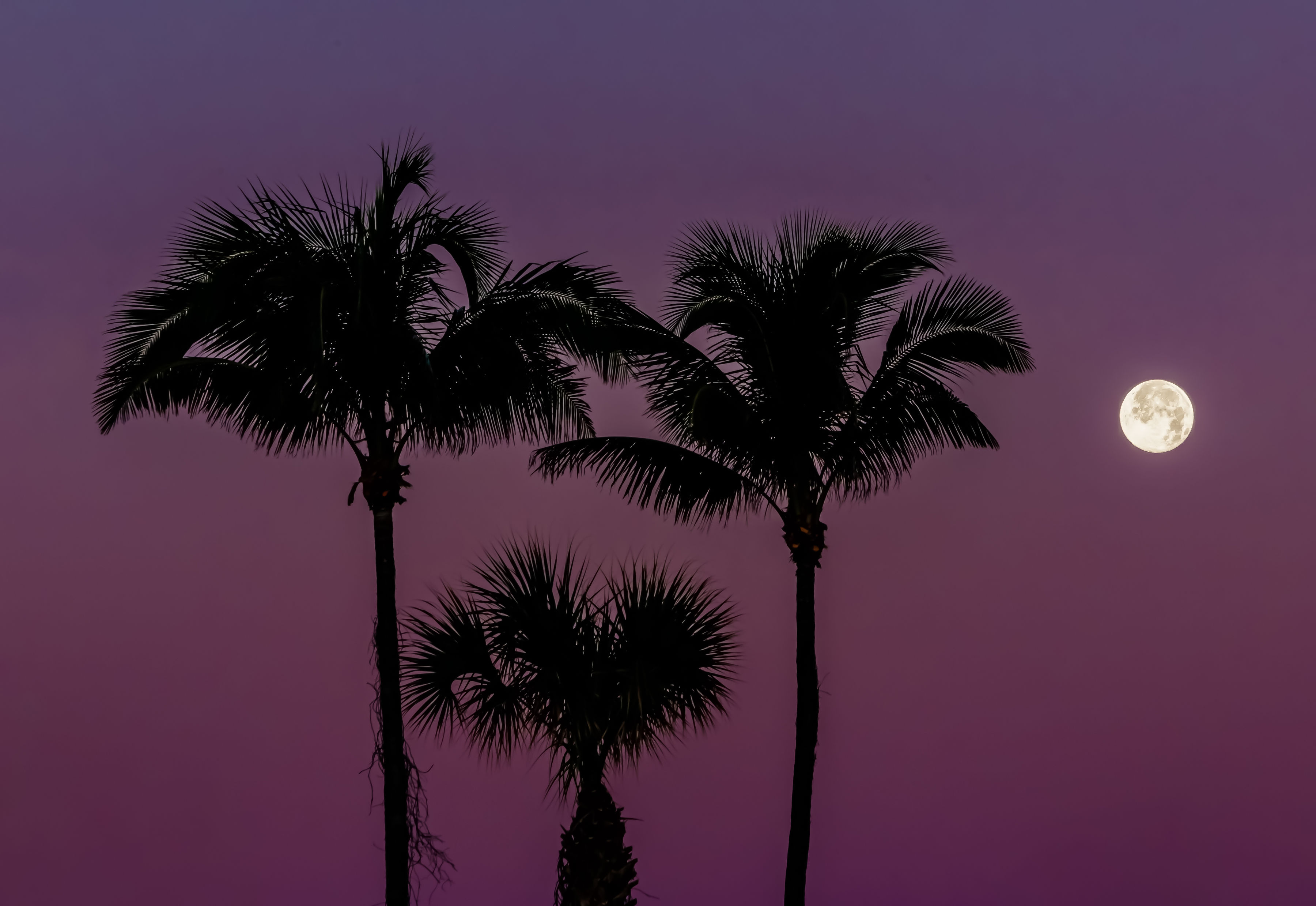 palm trees and moon